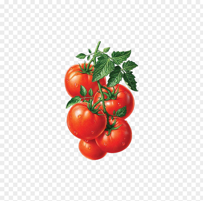 Vegetable And Fruit Juice Roma Tomato Heirloom Illustration PNG