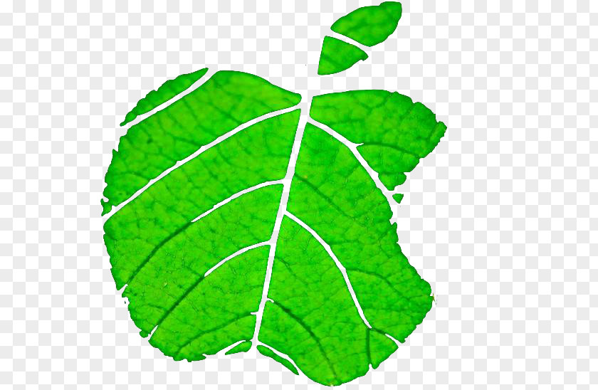 Apple Leaves,Apple Leaves Leaf Environmental Protection PNG