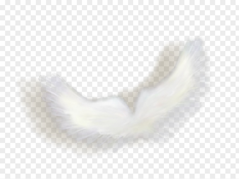 Feather Eyelash Close-up PNG