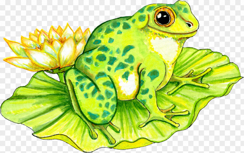 Green Frog Water Lily Amphibian Clip Art PNG