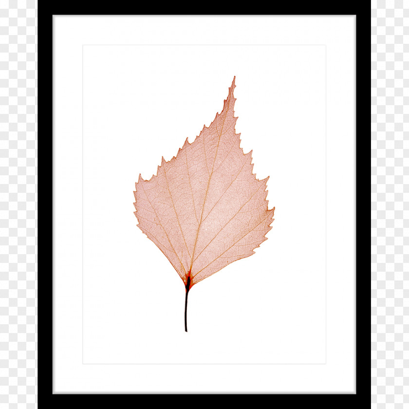 Leaf Maple Petal PNG
