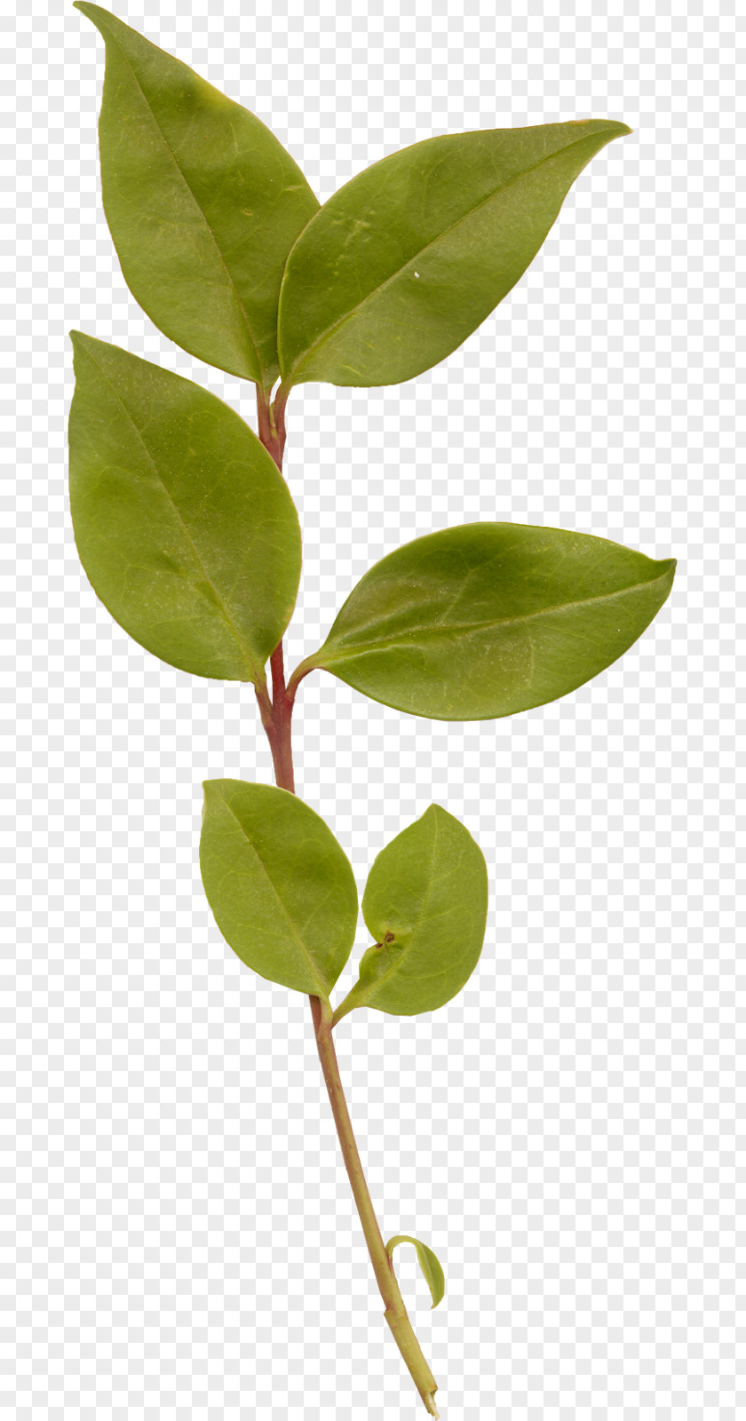 Leaf Paper PNG