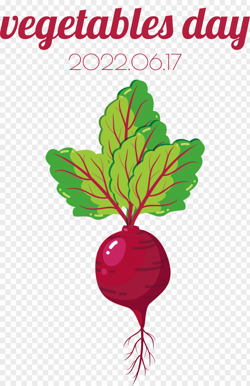 Leaf Vegetable Plant Stem Radish Flower PNG