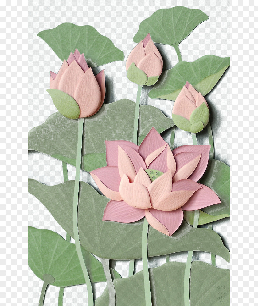 Lotus Nelumbo Nucifera Gratis Flower PNG