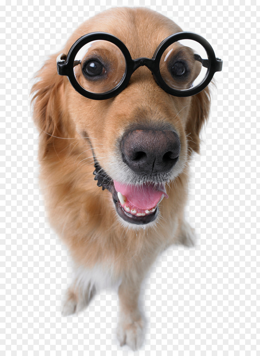 Puppy Dog Breed Companion Glasses PNG