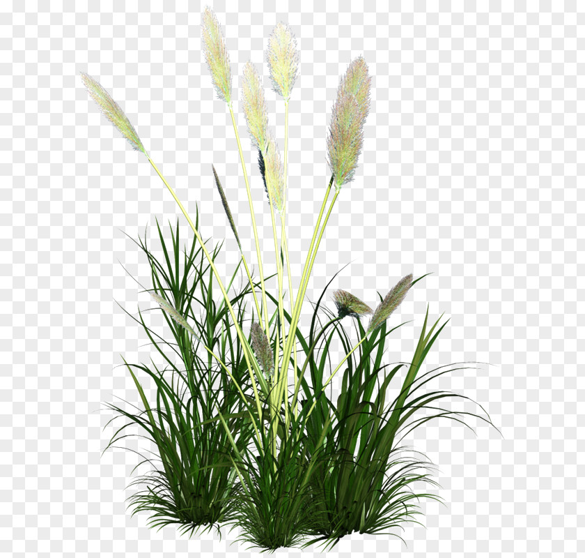 Reed Grass Ornament Icon PNG