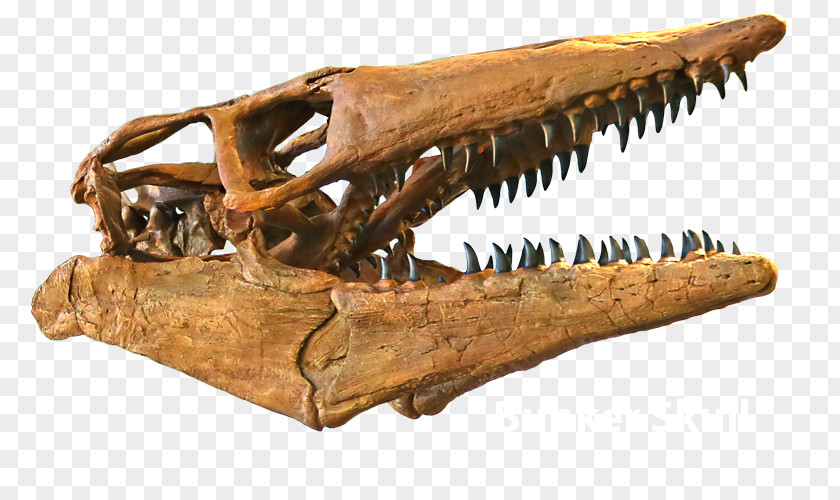 Skull Triceratops Tylosaurus Late Cretaceous Edmontosaurus PNG