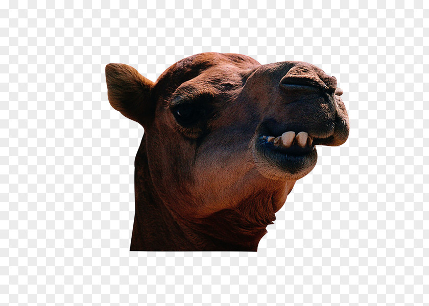 Camel Maspalomas Israel Dog Animal PNG