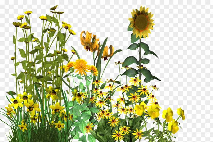 Chamomile Roman Common Sunflower Annual Plant Garden PNG