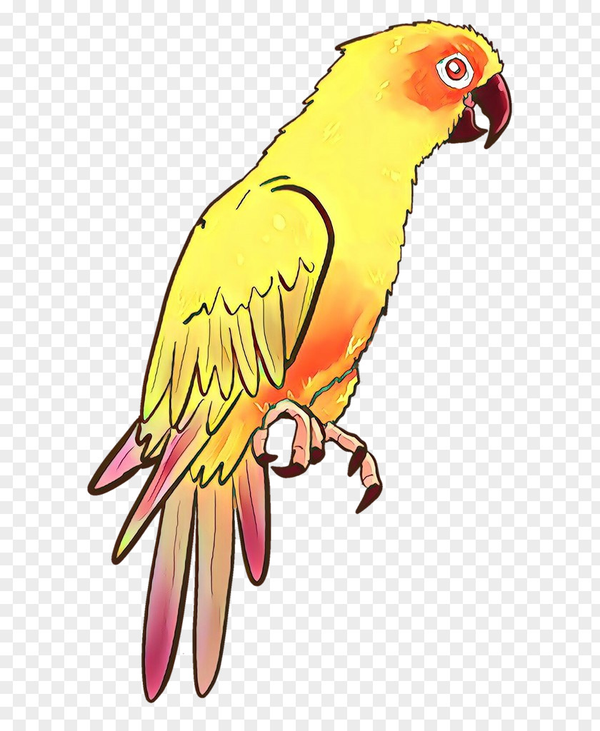 Macaw Lovebird Parakeet Clip Art Beak PNG