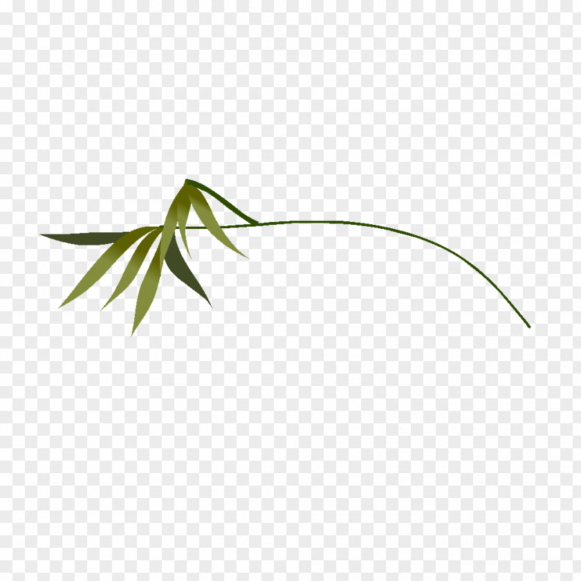 Plantes Plant Drawing Grasses PNG