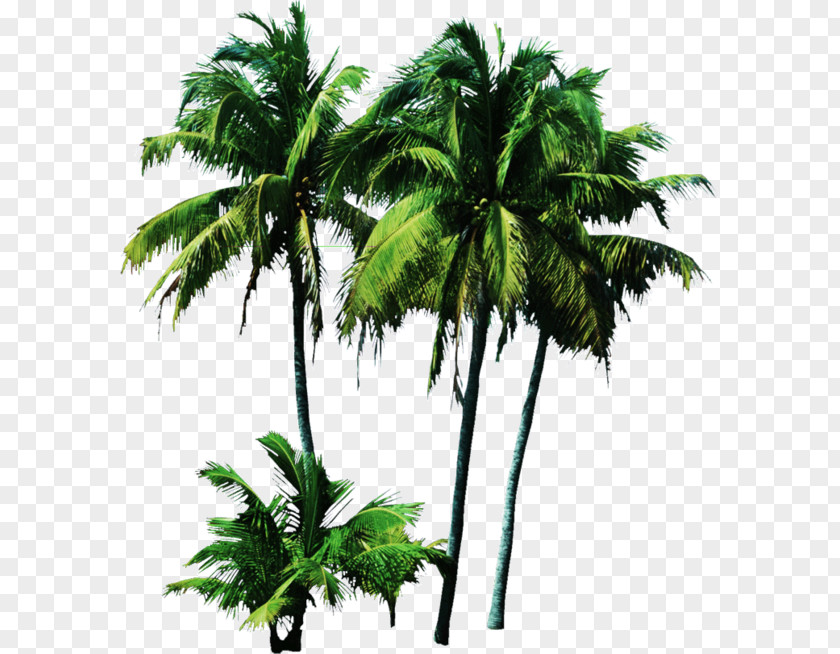 T-shirt Palm Trees Clothing Tube Top PNG