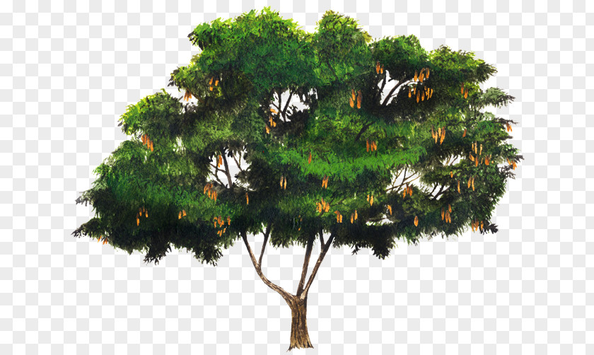 Tree Pine Albizia Lebbeck Julibrissin Acacia Legumes PNG