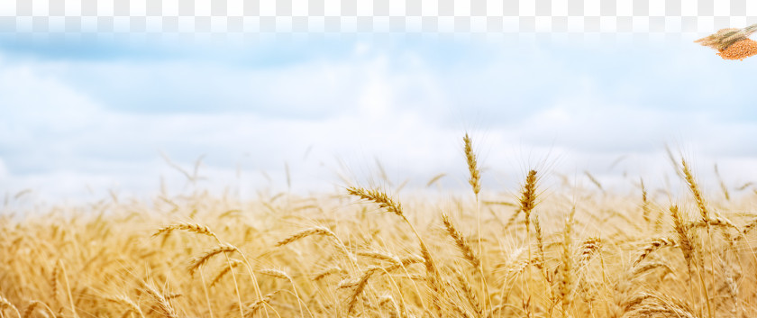 Wheat Fields Desktop Wallpaper Cereal Sowing PNG