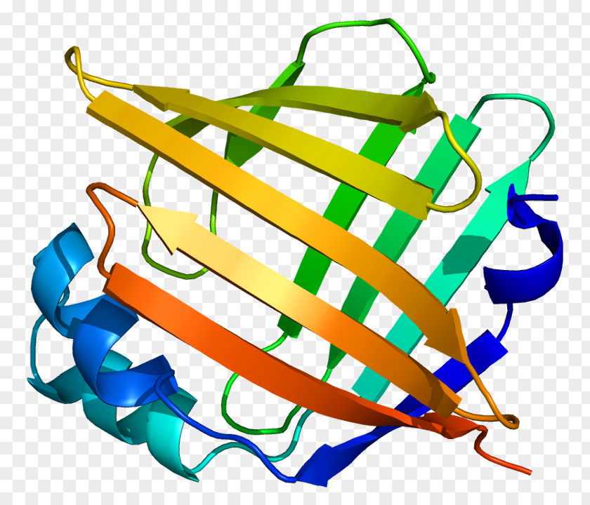 FABP5 Fatty Acid-binding Protein Anandamide PNG