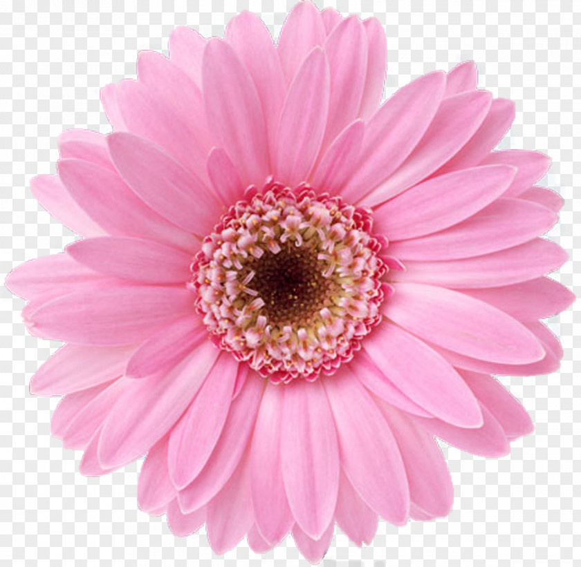 Gerbera Flower Bouquet Desktop Wallpaper Display Resolution Floral Design PNG