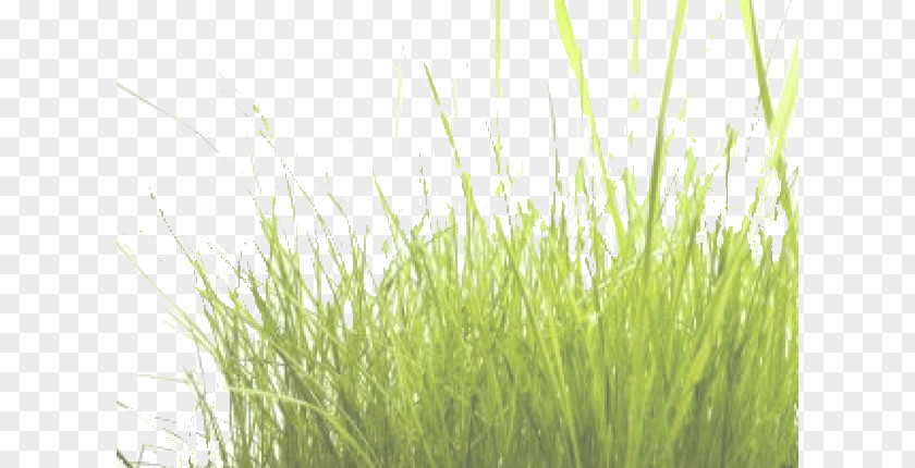 Grass Download PNG