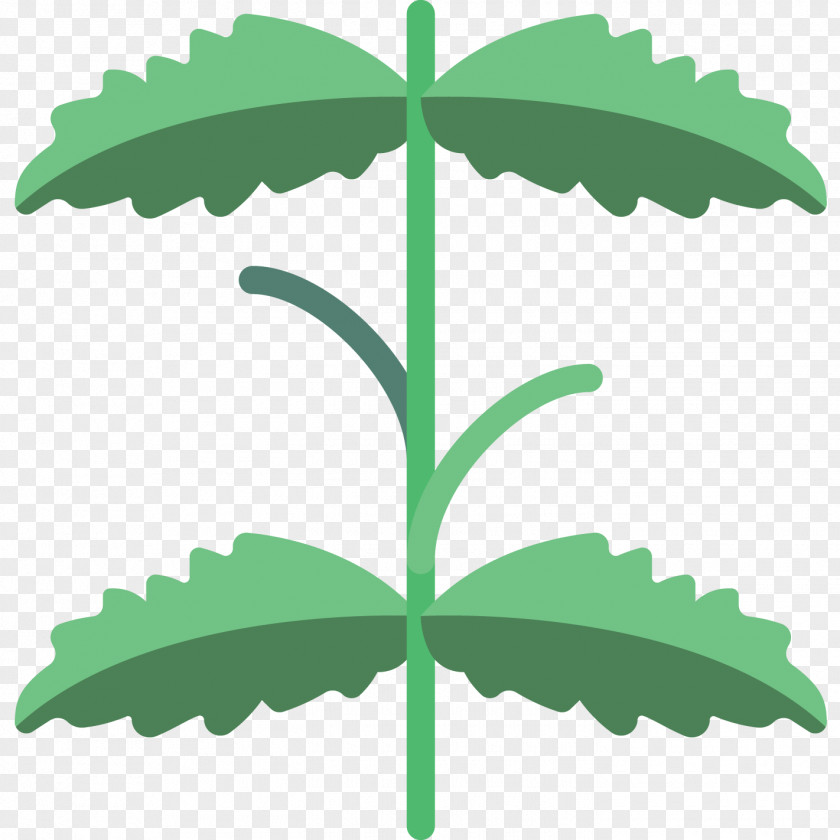 Herb Tree Mint Leaf PNG