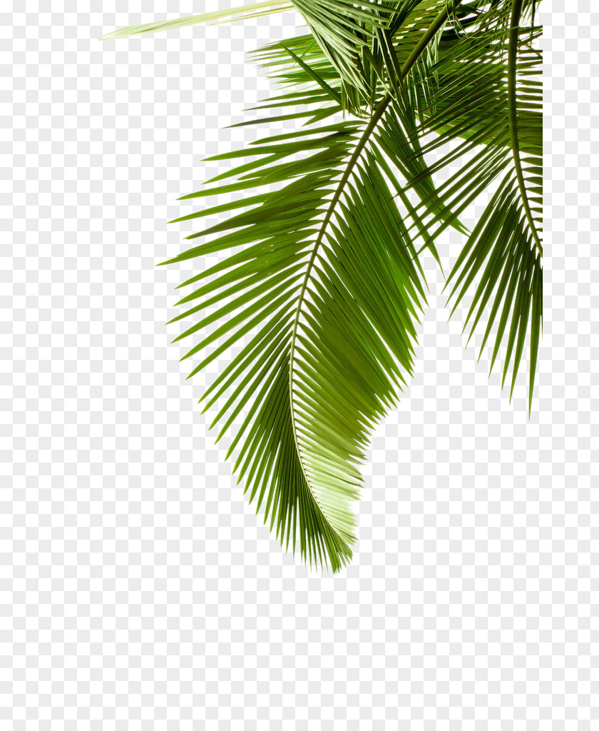 Leaf Pattern Paper Arecaceae Palm Branch Tree PNG