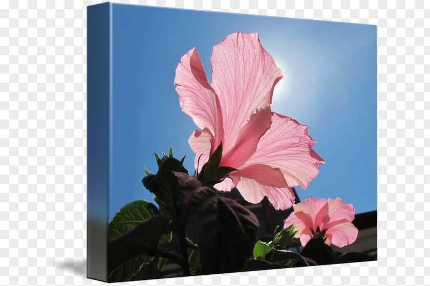 Pink Hibiscus Hoʻoponopono Death Family Father PNG