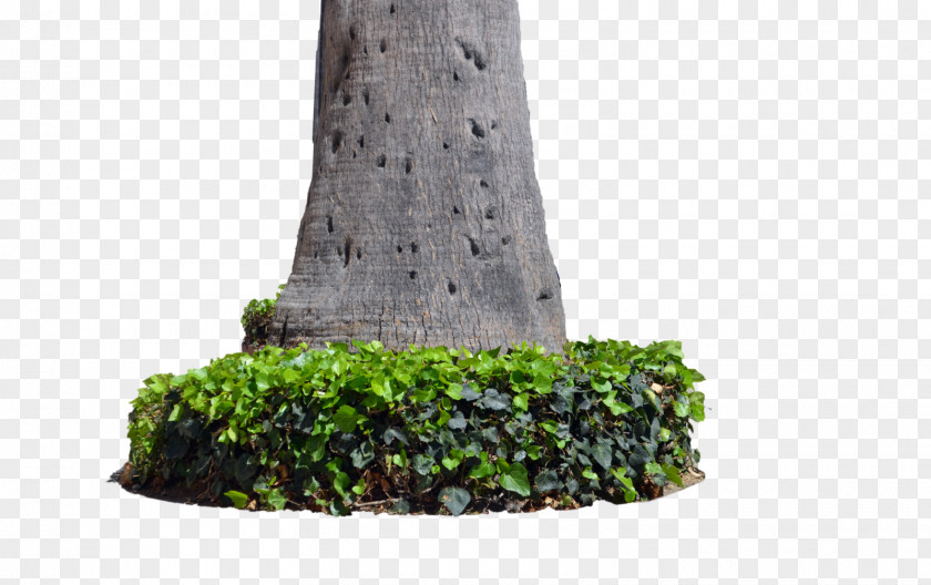 Plants Trunk Tree Stump PNG
