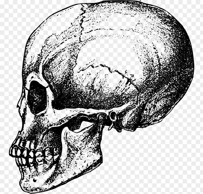 Skull Human Bone Skeleton Anatomy PNG