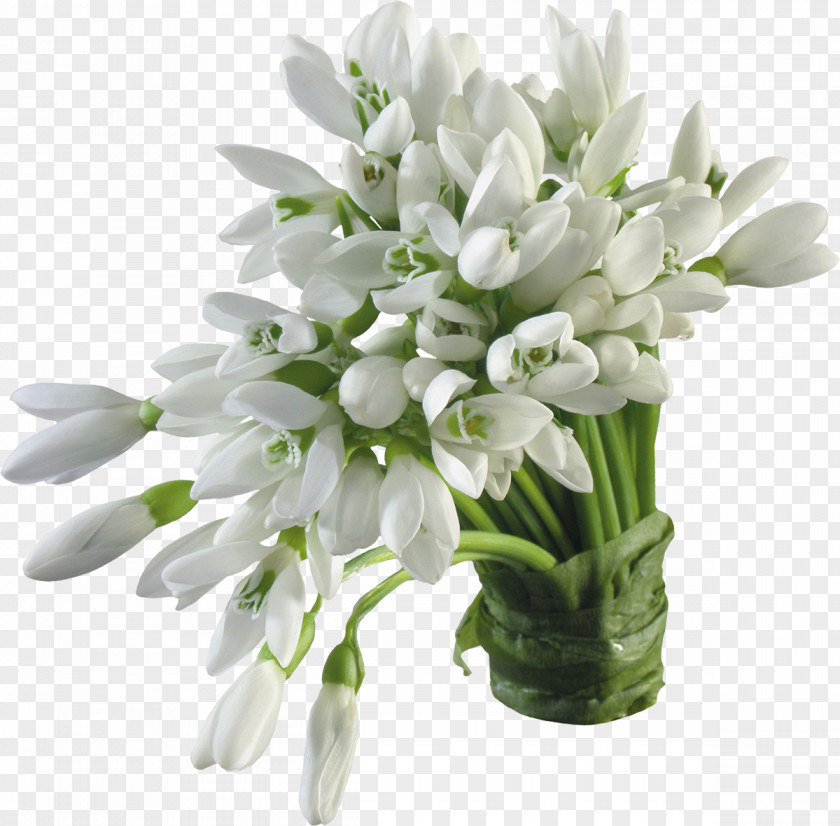 Crocus Snowdrop Flower PNG