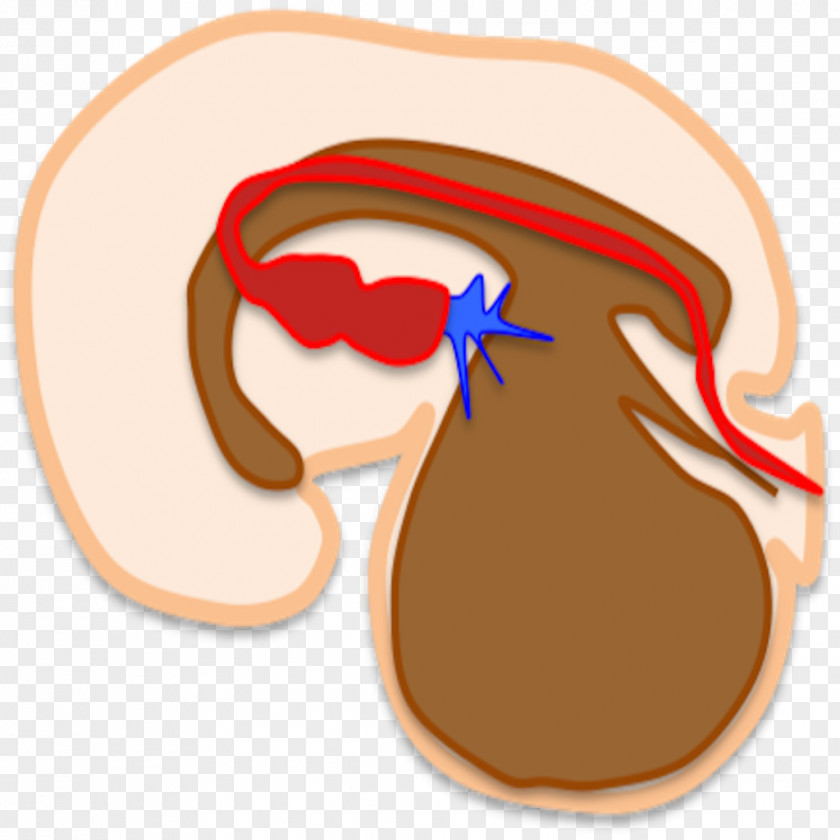 Embryology Streamer Shoe Ear Clip Art Product Design PNG