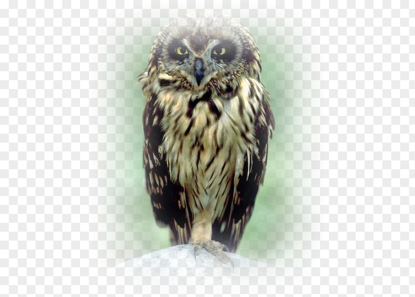 Little Owl Photoshop Contest PNG