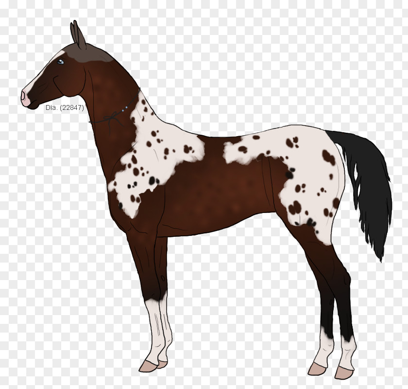 Mustang Foal Stallion Halter Mare PNG