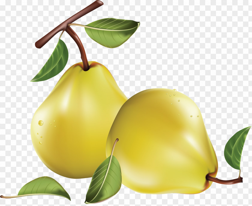 Pear Image Clip Art PNG