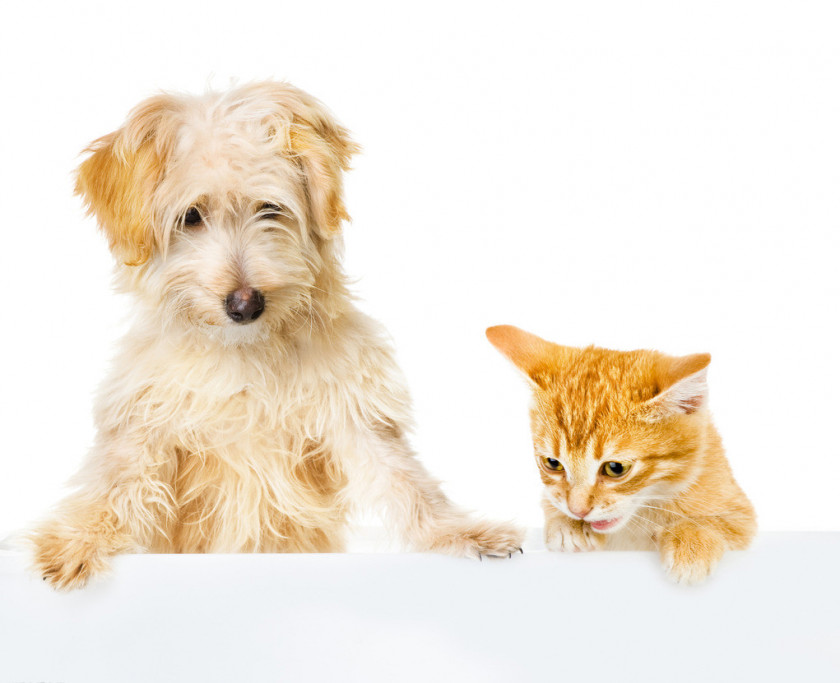 Dog Dog–cat Relationship Pet Stock Photography PNG