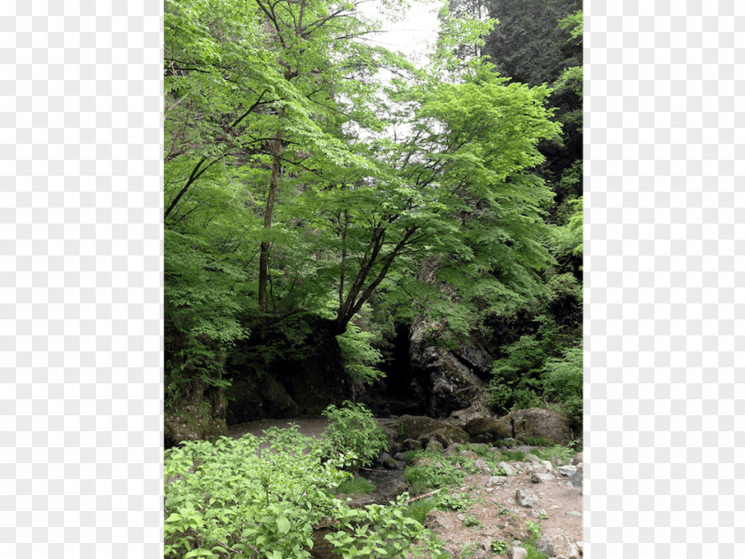 Forest Temperate Coniferous Valdivian Rain Broadleaf And Mixed Tropical Subtropical Moist Forests PNG