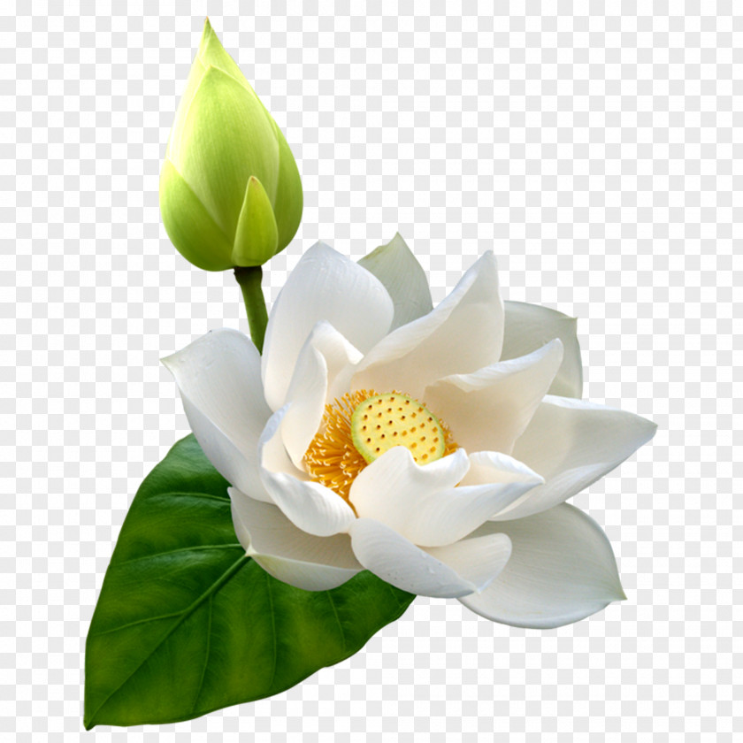 Lotus Flowers Sacred Clip Art Image Vector Graphics PNG