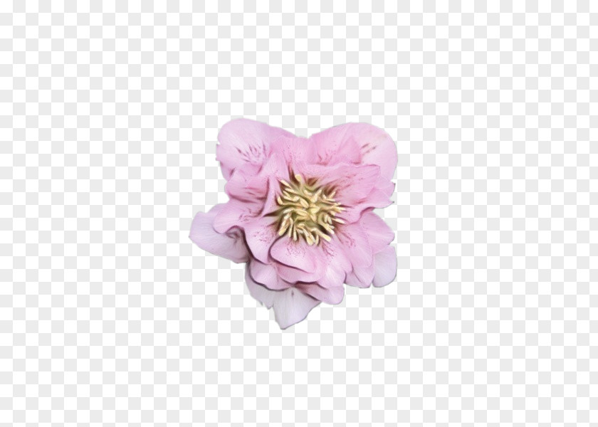 Peony Cut Flowers Herbaceous Plant Petal Pink M PNG