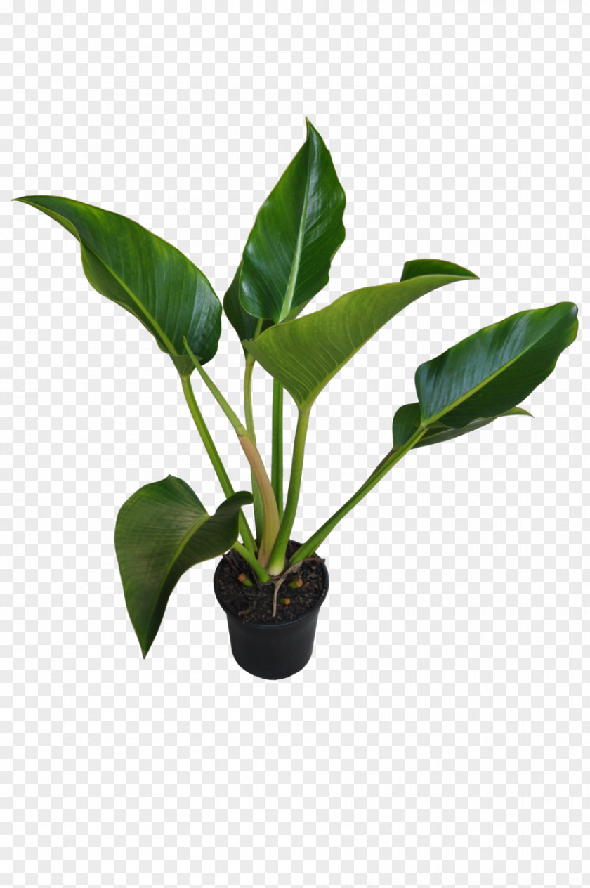 Tropical Plant Chlorophytum Comosum Houseplant Philodendron Leaf PNG