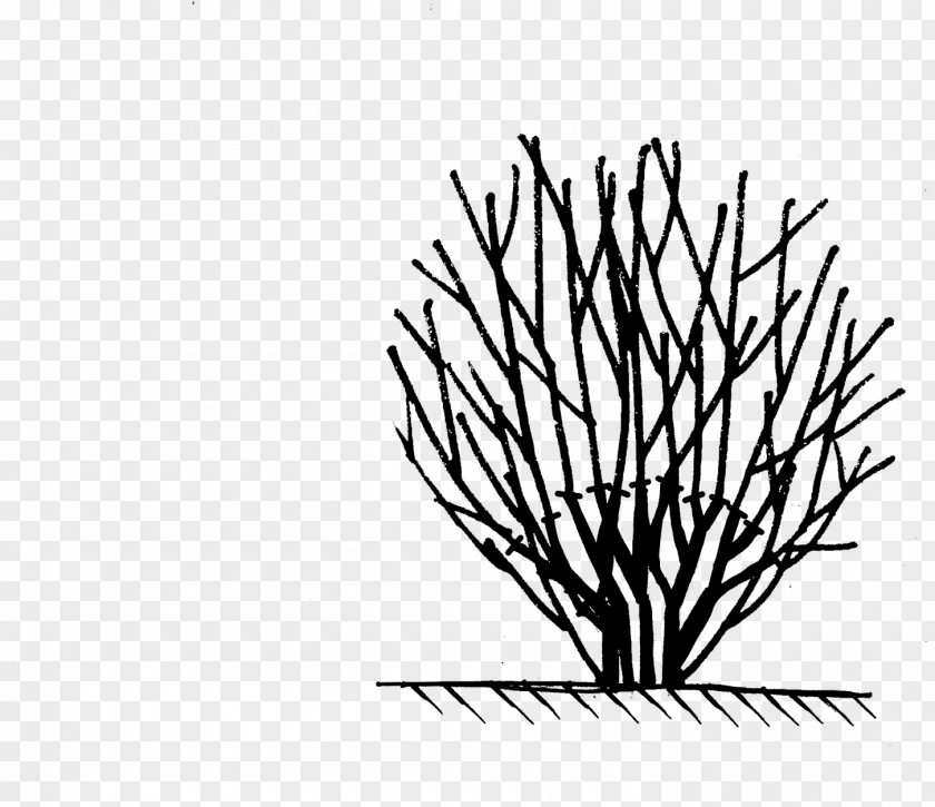 Twig Clip Art Leaf Plant Stem Line PNG