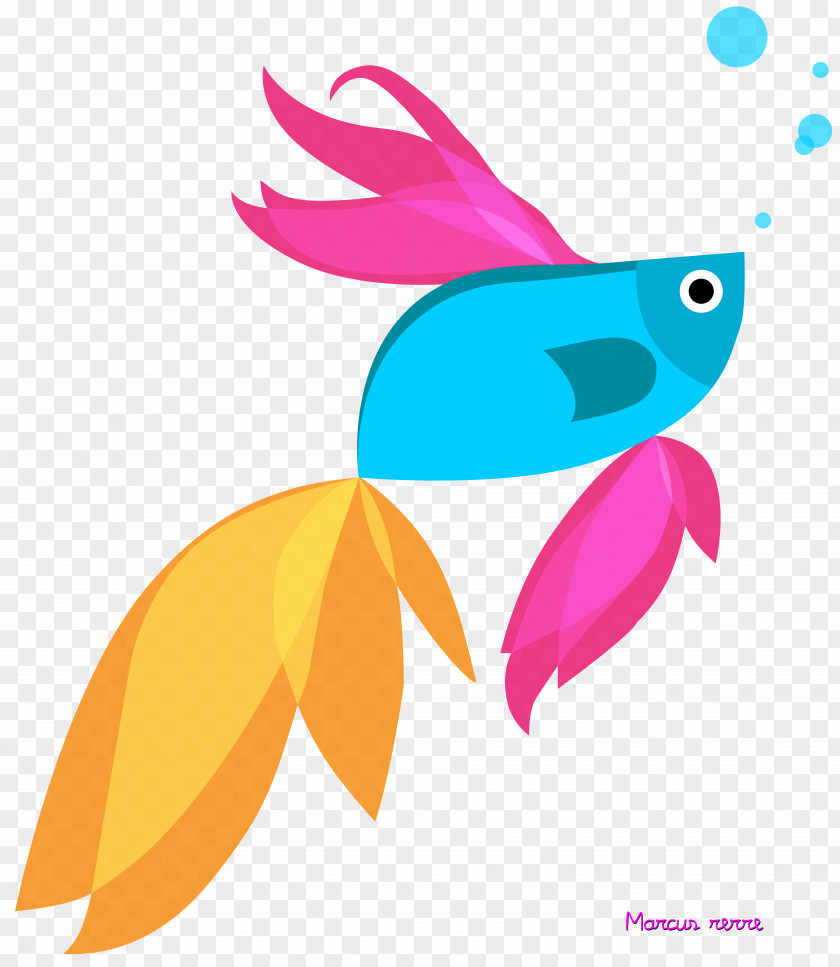 Betta Siamese Fighting Fish Windows 8.1 PNG