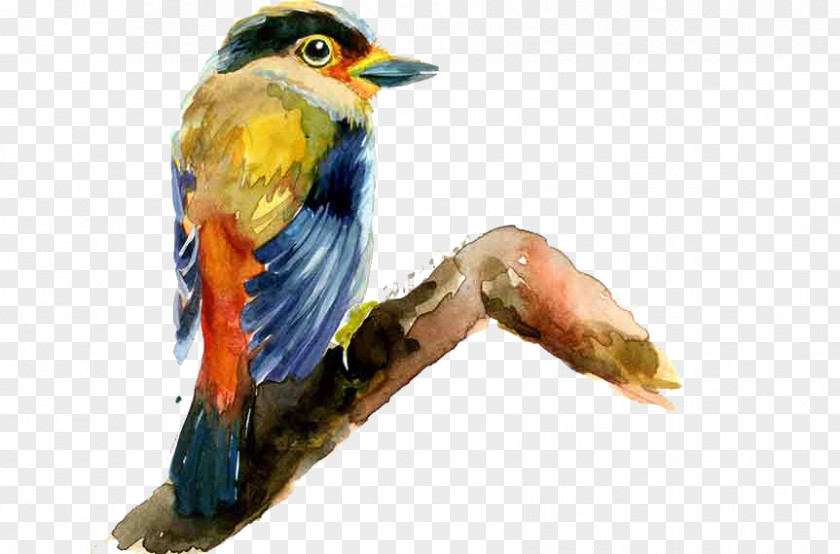 Bird Drawing Painting PNG