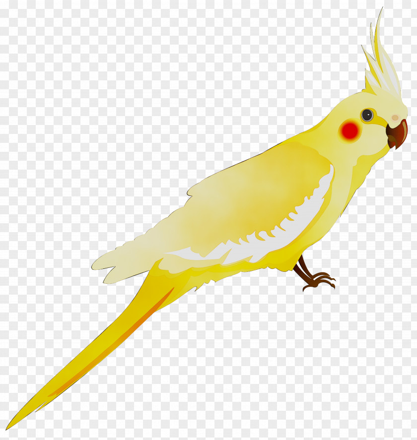 Cockatiel Parakeet Feather Cockatoo Beak PNG