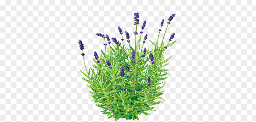 Lavender Plant English Essential Oil Perfume Aroma Compound PNG