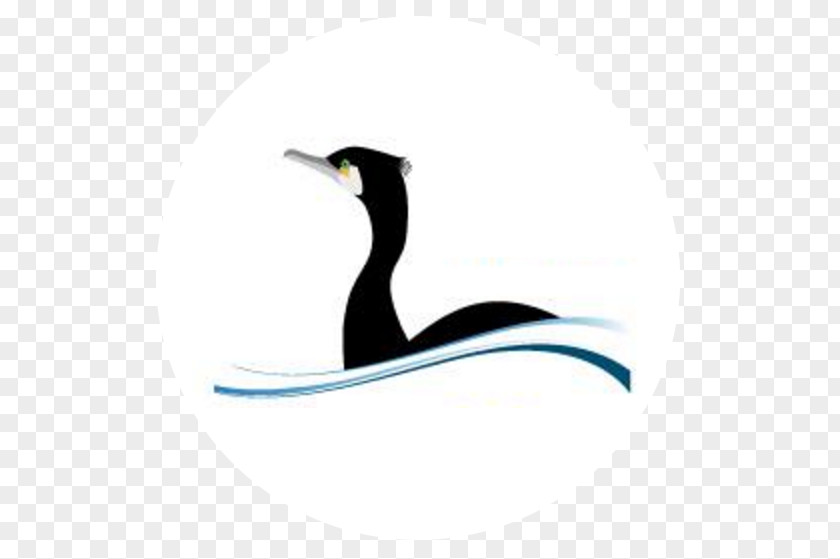 Penguin IJsselmeervereniging Water Bird PNG