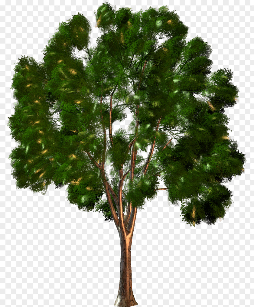 Tree Forest Shrub Clip Art PNG