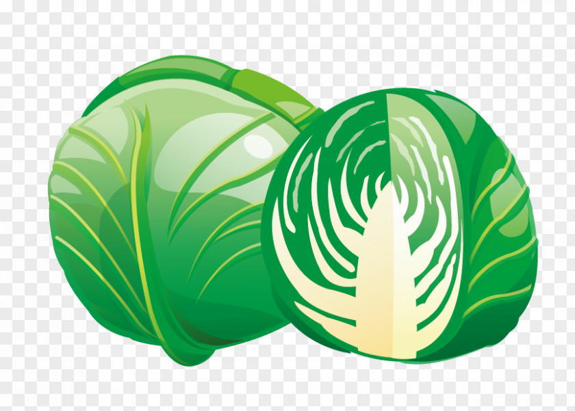 Vector Cabbage Red Savoy Vegetable PNG