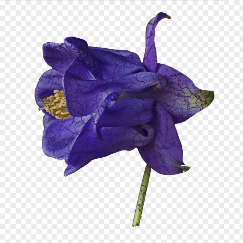 Blue Flower Violet Purple Lavender Lilac PNG