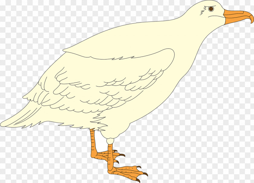 Gull European Herring Seabird Shorebirds Clip Art PNG