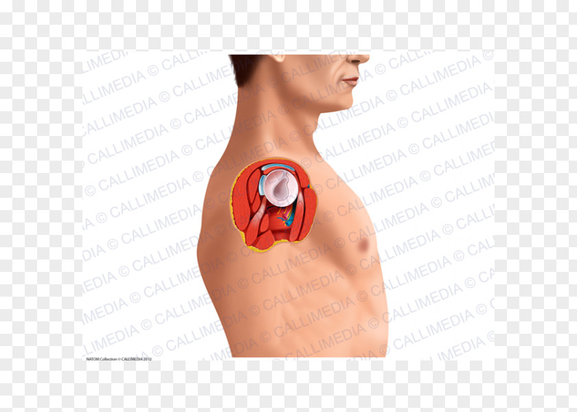 Head And Neck Shoulder Joint Human Anatomy PNG
