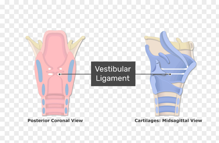 Larynx Vestibular Fold Vocal Folds Ligament PNG