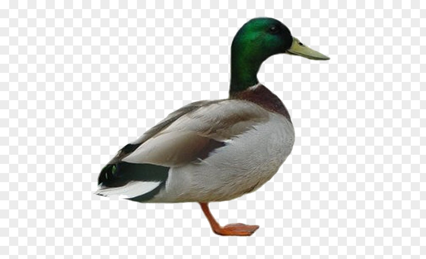 Duck Mallard American Pekin Clip Art PNG