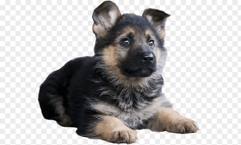 Puppies German Shepherd Malinois Dog Siberian Husky Pomeranian Belgian PNG